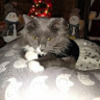 kcstevegirlcat1